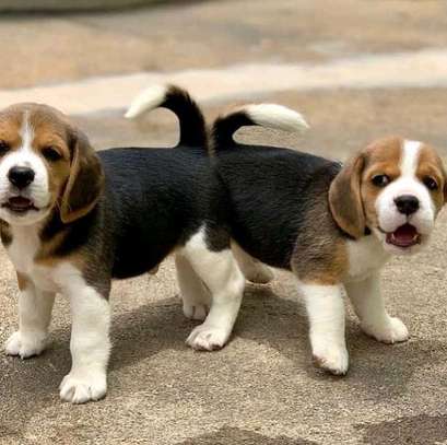 kc Registered Beagles image 1