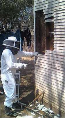 Bee Control Services | Ethical Honey Bee Removal Nairobi image 1