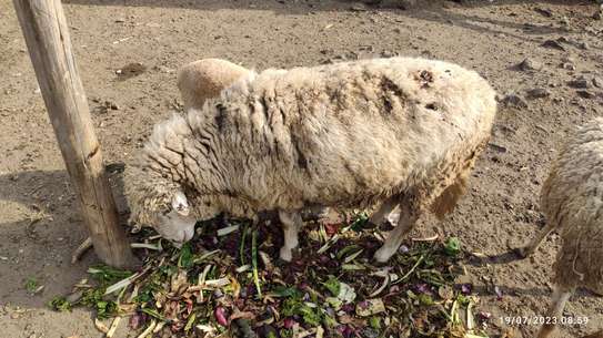 🐑🍖 PREMIUM HEAVYWEIGHT SHEEP FOR MEAT & WOOL 🍖🐑 image 8