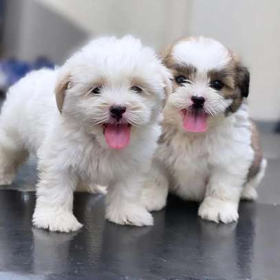 maltese puppies cute fluffy pet image 1