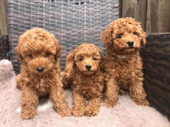Toy Poodle Puppies image 1