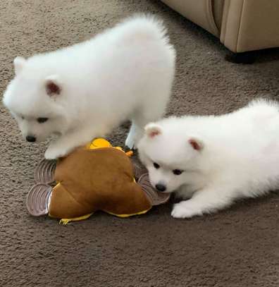 Japanese Spitz Puppies  ready for any new home. image 1