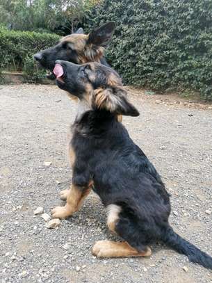 3.3 months Big Boned GSD Puppy Available image 6