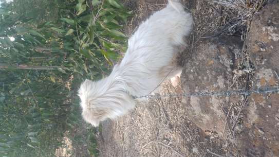 1year old male Maltese image 3