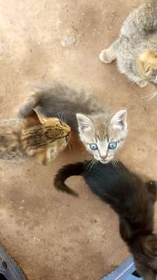 Kittens for Adoption image 1