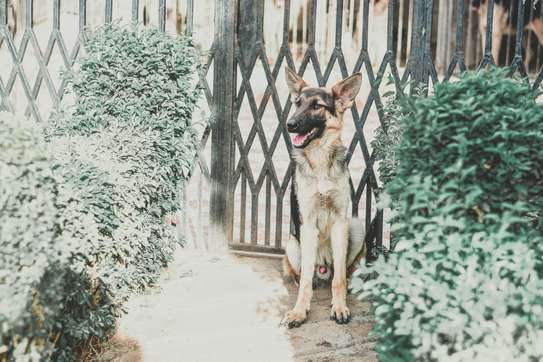 GERMAN SHEPHERD WATCH DOGS FOR SALE image 8