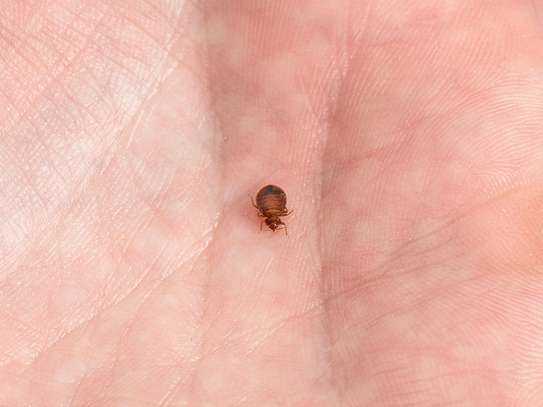 Bed Bug Extermination  Kitisuru, Rosslyn,Thigiri, Lavington image 12