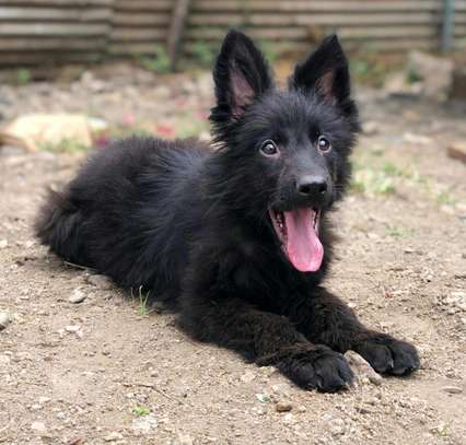 1-3 month Purebred black German Shepherd Male Puppy image 1