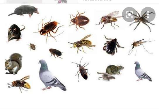 Bed Bugs & Cockroachs Fumigation Buruburu. image 1