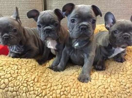 Male and Female Blue French Bulldog Puppies for adoption image 1