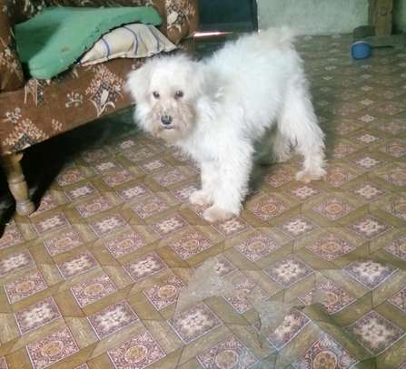 Purely bred white male terrier  ready for a loving family image 3
