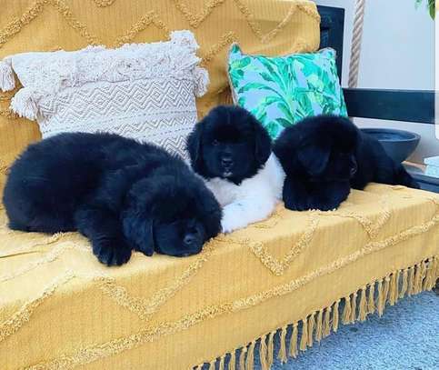 Newfoundland puppies image 1