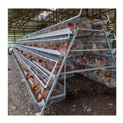 POULTRY CAGES image 3