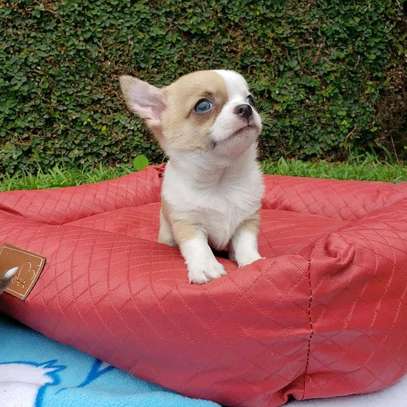 Lovely Chihuahua puppy image 1