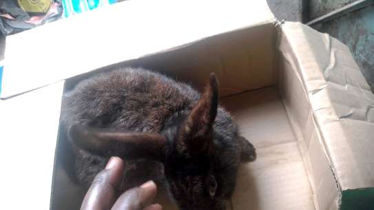 Quality Hybrid Rabbits image 4