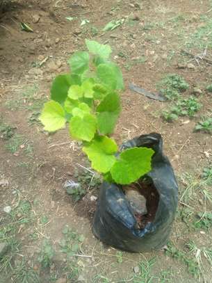 Grape Seedling image 1