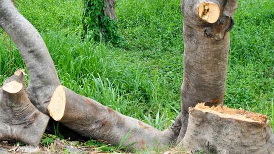 TREE Felling and tree removal Eldoret,Iten,Kabarnet image 8