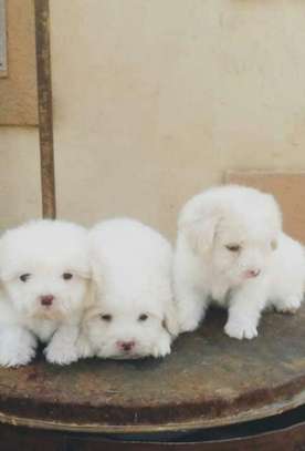 Maltese terrier pups cutties image 1