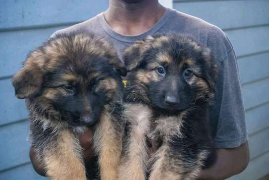 long coat german shepherd puppies gsd security dog image 1