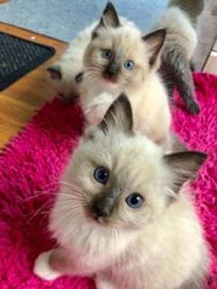 Ragdoll kittens for adoption. image 1