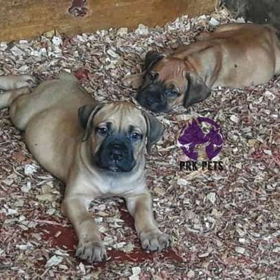 Purebred 2024 boerboel puppies