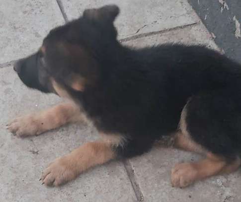 2 1/2 months purebred, long coat German Shepherd Puppies image 8
