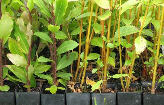 Landscaping & gardening services in Nairobi | Give us a call today. image 11