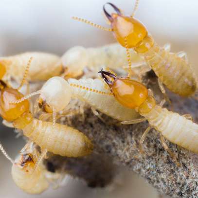 Borer and Termite Control Services Services.Request a quote image 11