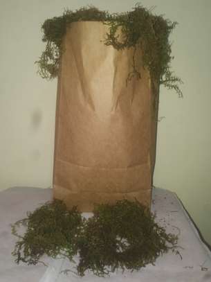 Forest Moss(5kg Bag) image 1