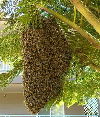 Bee Removal Service - Removal Of Bee Hive - Bee Removal Service image 15