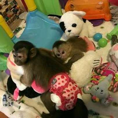 Tamed Capuchin monkeys for adoption. image 1