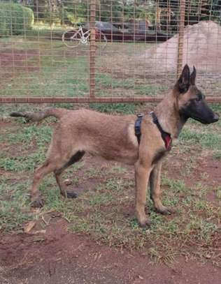 Belgian Malinois puppy image 1