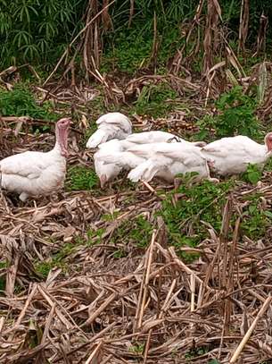 Poultry Incubators & Equipment image 4