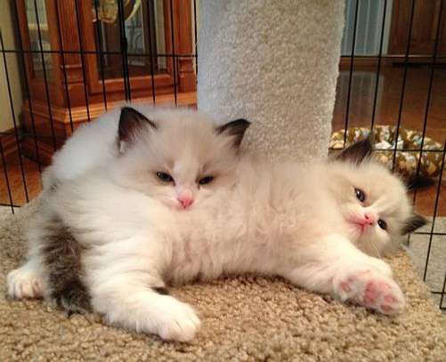 Male and female Ragdoll Kittens image 1