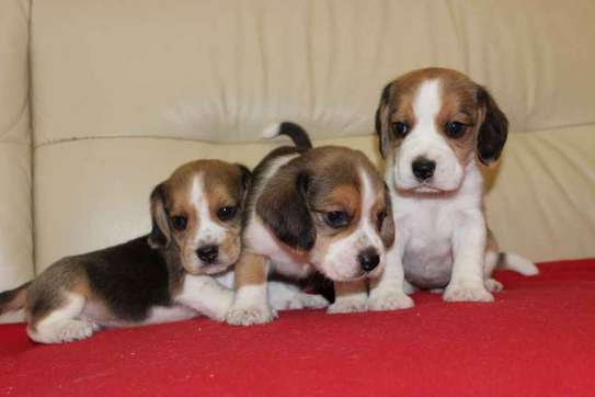 Beagle puppies image 1