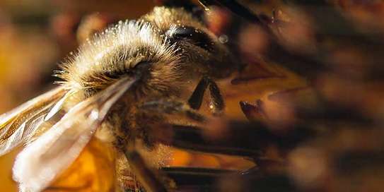 Expert Bee Removal Service /Safe Bee removal by the experts.Call Now ! image 9