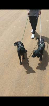 Black Male and Female Cocker Spaniels image 3
