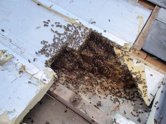 Affordable Bee Removal Services | Bee hive removal | Bee swarm removal image 4