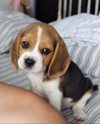 Beagle Puppies image 2
