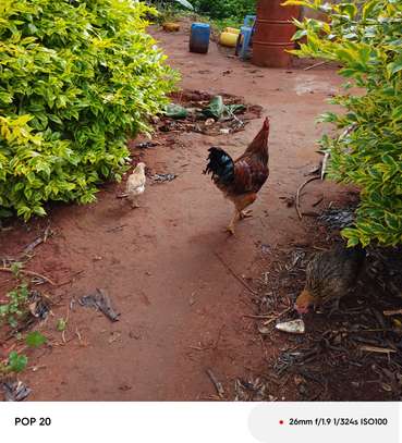 Joyjoy livestock and poultry keeping image 3