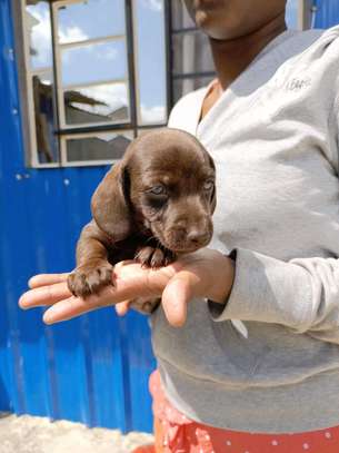 Miniature dachshund image 2