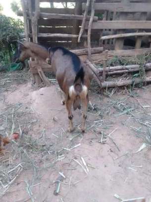 Torgen burger  Dairy Goats pedigree for sale image 1