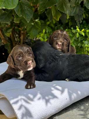 Spaniels🤍 image 1