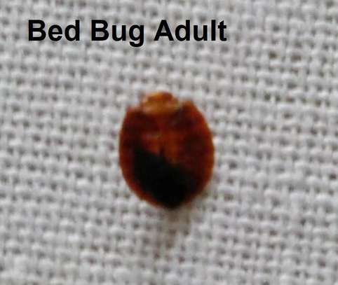 Bedbug,Cockroaches, Rats, Mosquitoes & Termites Fumigation image 15