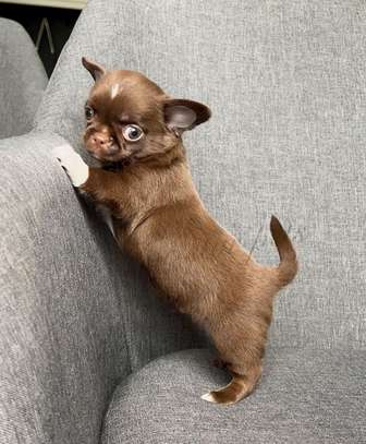 Baby Chihuahua puppy image 2