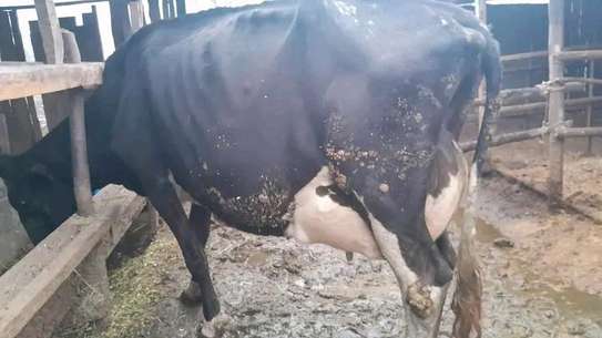 Powerful Frisian breed image 6