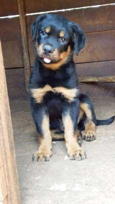 Top quality male rotty ready for a new family image 1