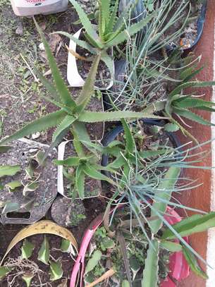 Ported Aloe Vera Plant image 2