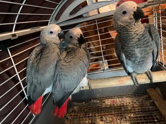 Baby African Grey Parrot & Macaw birds for sale image 1