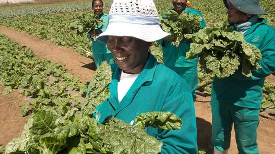 Are you an Employer looking for reliable staff/ Farm Workers? image 7